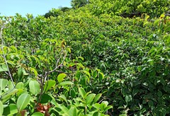 Chamaecrista ensiformis