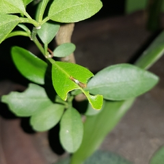 Papilio demoleus malayanus