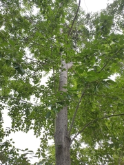 Populus suaveolens