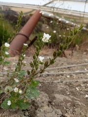 Phacelia viscida albiflora