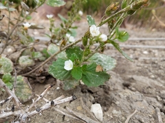Phacelia viscida albiflora