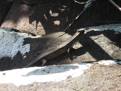 Zonosaurus madagascariensis