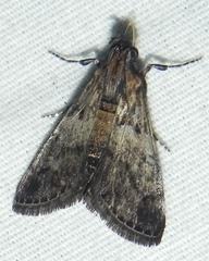 Epipaschia superatalis