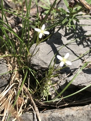 Moehringia muscosa