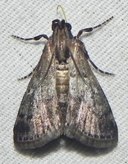 Epipaschia superatalis
