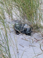 Malaclemys terrapin pileata