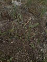 Genista januensis