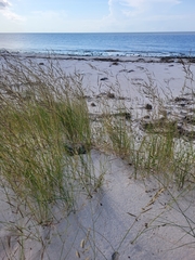 Malaclemys terrapin pileata