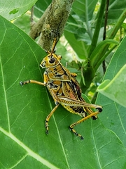 Romalea microptera
