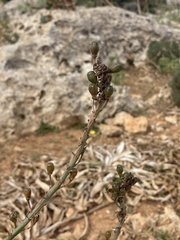 Asphodelus ramosus ramosus