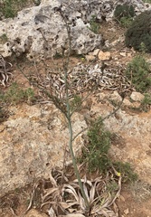 Asphodelus ramosus ramosus