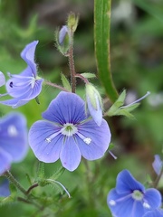 Veronica chamaedrys