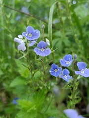 Veronica chamaedrys