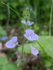 Veronica chamaedrys