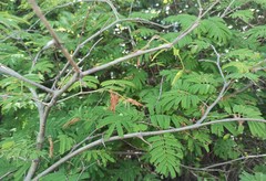 Chloroleucon acacioides