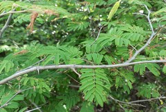 Chloroleucon acacioides