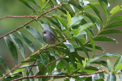 Zosterops borbonicus