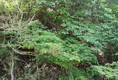 Chloroleucon acacioides