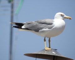 Larus michahellis