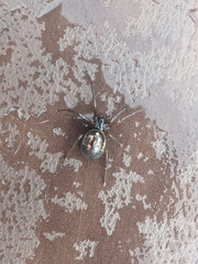Steatoda nobilis