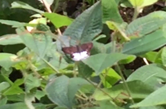 Tagiades calligana