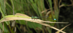 Ischnura elegans