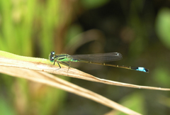 Ischnura elegans