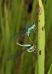 Ischnura elegans