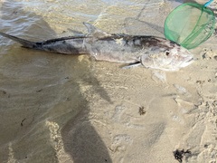 Seriola