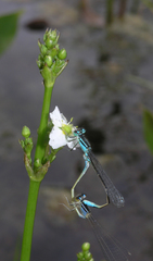 Ischnura elegans