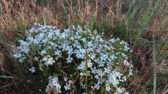 Leptosiphon floribundus