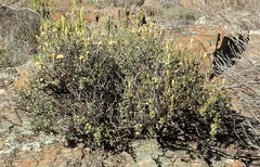Pegolettia baccaridifolia