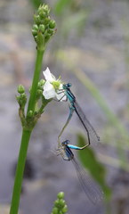 Ischnura elegans