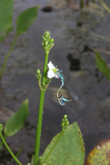 Ischnura elegans