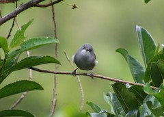 Zosterops borbonicus
