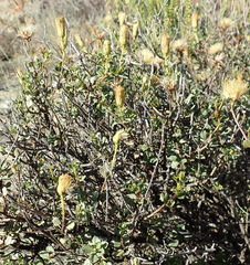 Pegolettia baccaridifolia