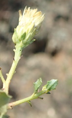 Pegolettia baccaridifolia