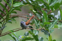 Terpsiphone bourbonnensis