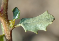 Pegolettia baccaridifolia