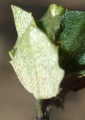 Pegolettia baccaridifolia