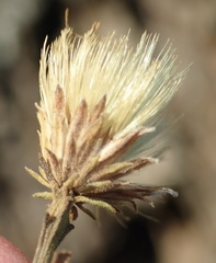 Pegolettia baccaridifolia