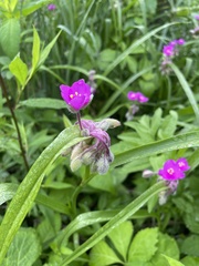 Tradescantia bracteata