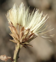 Pegolettia baccaridifolia