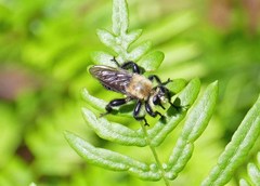 Laphria virginica
