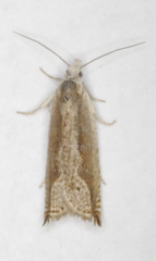 Ancylis diminuatana