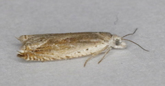 Ancylis diminuatana