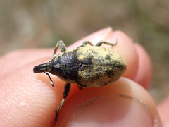 Larinus vulpes