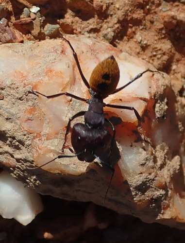 Karoo Balbyter Ant photo 4