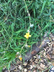 Senecio pubigerus