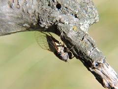 Cicadetta montana